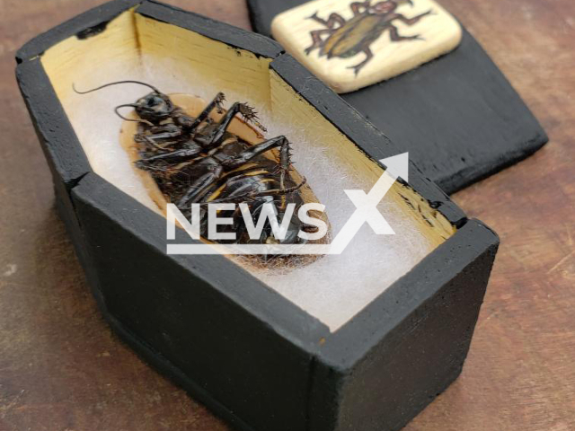 Picture shows a cockroach laying in a coffin, in Tarija, Bolivia, in an undated photo. Jimmy Tarraga has stated that he has respect for all living beings that inhabit the Earth, including insects, and especially bees. Note: We obtained permission for this photo (@jimmytarraga/Newsflash)