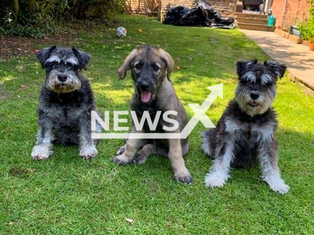 Arlo, (middle) at 8 weeks old,  with his brothers miniature schnauzers, called Bertie and Ernie.
Note: Photo provided with permission. (@bruhpuppy/Newsflash)