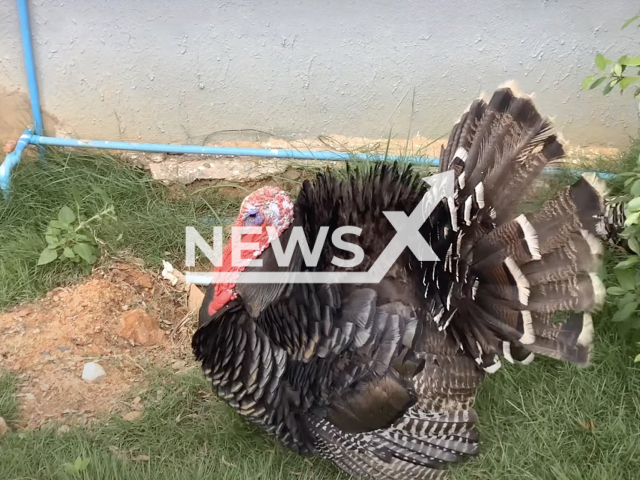 Photo shows an illustrative image of a turkey, undated photo. The turkey is a large bird in the genus Meleagris, native to North America. Note: Picture is a screenshot from a video (Newsflash)