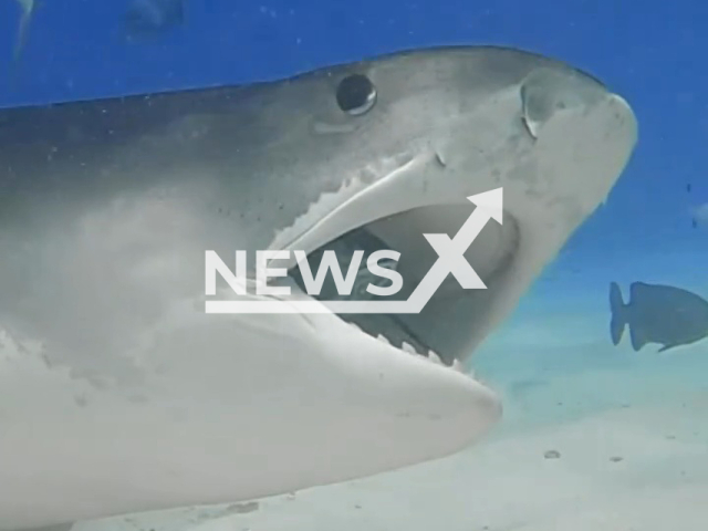 Tiger shark casually swims by with a fish inside its mouth, in Fuvahmulah, Maldives. There have been zero shark incidents with divers at Pelagic Divers Fuvahmulah. Note: Picture is a screenshot from a video (@pelagicdivefuvahmulah/Newsflash)