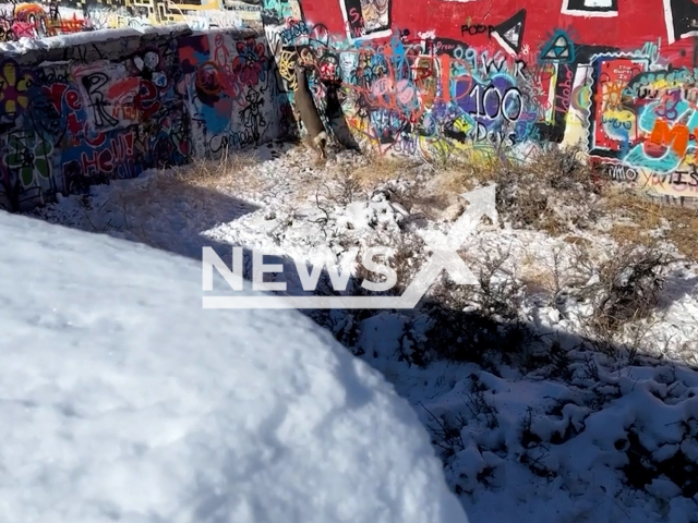 A  mule deer (Odocoileus hemionus)   is trapped in an abandoned water tank, near Hailey, Idaho, USA, in November, 2022. It was darted and anesthetized to then removed from the tank and releases. 
 Note: Picture is screenshot from a video (Idaho Fish and Game/Newsflash).