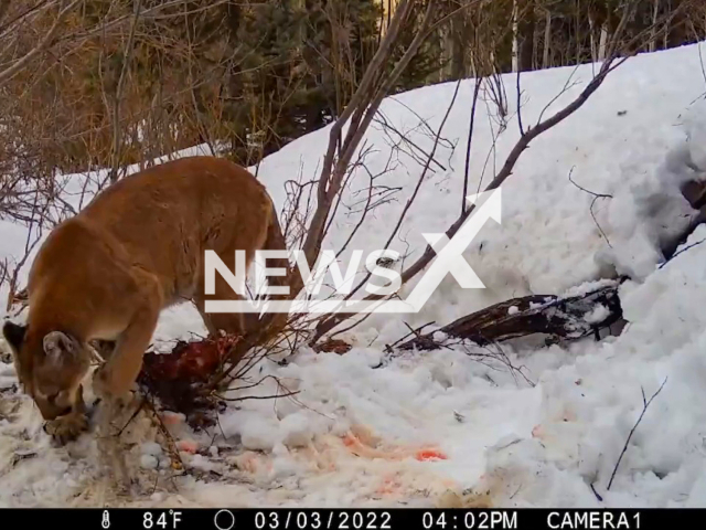 Mountain lion eating kill in Colorado, USA. Note: Picture is a screenshot from a video (@COParksWildlife/Newsflash)