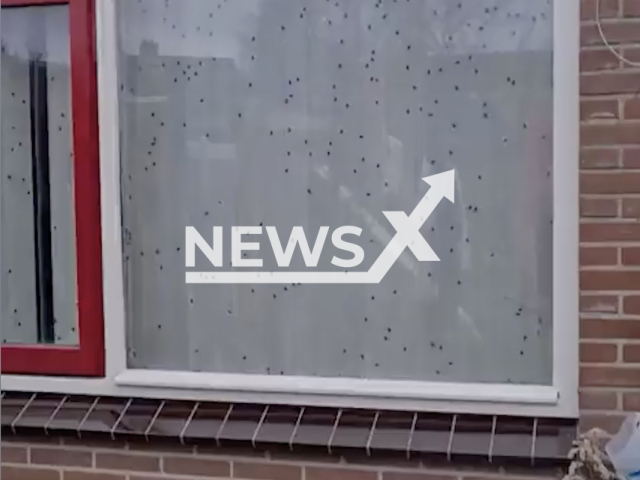 Photo shows the flies on the window of the house of an elderly man in Alkmaar, the Netherlands, undated photo. The man who was found dead in his home on Monday, Dec. 5, 2022, is said to have died two months ago. Note: Picture is a screenshot from a video (@WA_AlkmaarN/Newsflash)