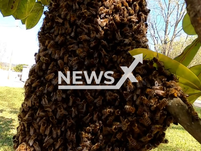 Illustrative image shows a swarm of bees, undated. An African man has died after trying to communicate with a swarm of bees that he believed represented his ancestors. Note: Image is a screenshot from video. (Newsflash)