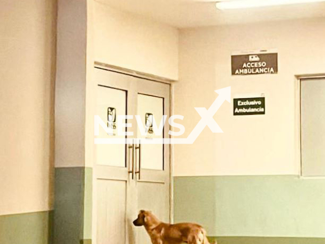 Picture shows Palomo, a 2-year-old Creole mix-breed dog, waiting for his owner outside a hospital,  undated. He he  located Gregorio, 84, his missing owner, in an unpopulated area, in Moctezuma, Mexico, on Sunday, Dec. 4, 2022.    Note: Police photo. (@fgjesonora/Newsflash)