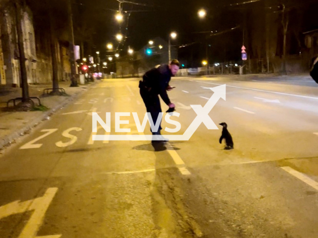 Police in Budapest, Hungary caught a lost penguin that escaped from the city's zoo. Note: Government photo(BRFK Information Portal/Newsflash).