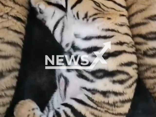 The rescued cubs named Mukda, Sawan, Kham Khong, and Kham Daen, napping, at a wildlife facility in Ubon Ratchathani, Thailand. The four tiger cubs were underweight when rescued from an animal trafficker  in Nong Khai, Thailand, in November, 2022.
 Note: Photo is a screenshot from a video(@DNP1362/Newsflash).