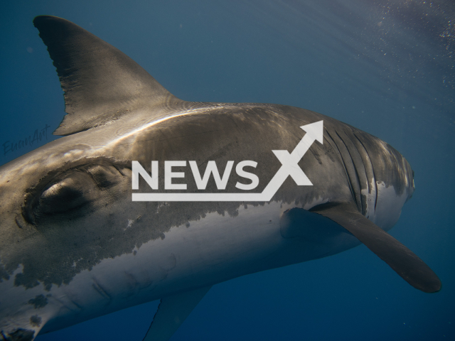 Picture shows the wounded shark in Guadalupe Island, Mexico, undated. According to Euan Rannachan, the wound was likely caused by another fish. Note: We obtained permission for this photo. (@euanart/Newsflash)