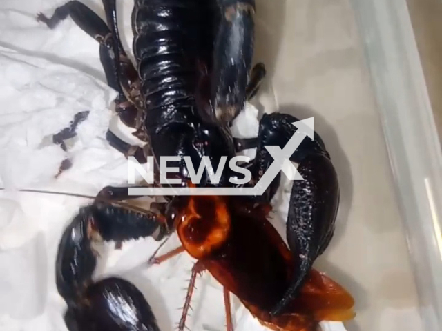 Scorpion pet feeds on a cockroach, in Sergei Bykovskii's home, in Vietnam, in undated footage. Sergei used to keep over 100 species of insects when he lived in Russia. Note: Picture is a screenshot from a video (@wonder_insectarium/Newsflash)