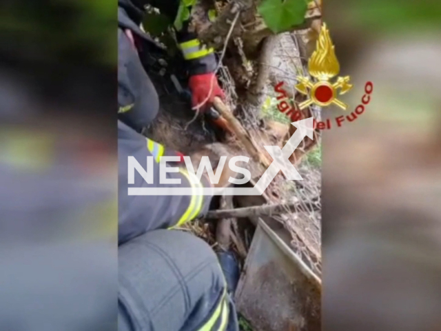 Firefighters rescue the little fox trapped in a wired fence in Sardinia, Italy on Saturday, Nov. 26, 2022. After cutting through the wire with metal pliers and gently pushing the fox out of the net, they were able to release the seemingly unharmed animal. Note: The picture is a screenshot from a video (Vigili del Fuoco/Newsflash)