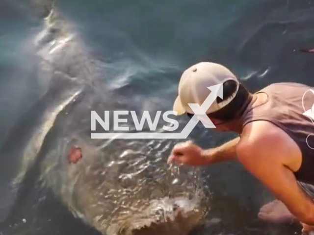 Man feeds a Queensland groper at the Cooktown jetty in Cooktown, Queensland, on Oct. 3, 2021. According to Ryan Moody, there would always be some element of danger involved like getting bitten or dragged in the water. Note: Picture is a screenshot from a video (@ryan_moody_fishing/Newsflash)