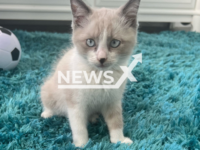 One of the two kittens that offender Diego Torres Ruiz, 29, tossed from a moving vehicle, undated photo. He was arrested in Florida, USA, on Thursday, Dec. 8, 2022. Note: Licensed content. (The Monroe County Sheriff's Office/Newsflash)