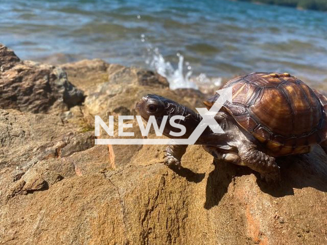 Myrtle the box turtle poses in an undated photo. Videos of Myrtle dancing have gone viral on Tik-Tok. Note: We obtained permission for this photo. (@stinkyturtletoes/Newsflash)