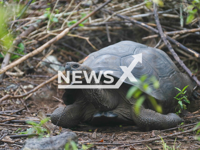 The species of giant tortoise that inhabits San Cristobal Island,  beloved to be Chelonoidis chathamensis, was found to genetically corresponds to a different species, not yet described, which was believed to be extinct since the beginning of the 20th century.
Note: Photo from press statment. (Parque Nacional Galapagos/Newsflash)