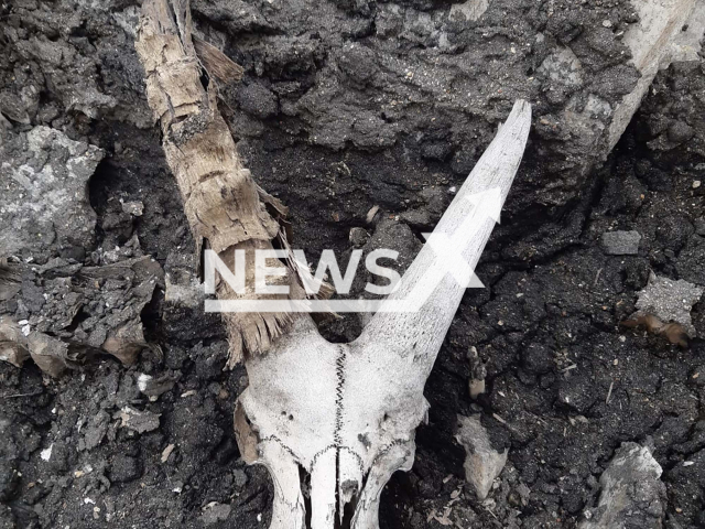 Image shows an ibex skull which is over 7,000 years old, undated photo. Four climbers found remains of at least 15 animals on the Lodner mountain, in the Oetztal Alps in South Tyrol, Italy, in July 2022. Note: Licensed content. (LPA, Forststation St. Leonhard/Newsflash)