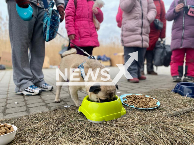 PETA at the border giving food and water to people with animal companions. Note: Photo provided to us by PETA(PETA/Newsflash).