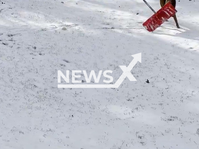 Police K9 named Nova shovels snow in Essex, Vermont, USA undated. Nova has been an integral part of the Essex Police Department since her arrival in the force in July 2020. Note: Picture is screenshot from a video (Essex Police Department/Newsflash).