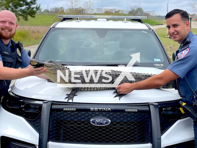 Police officers posing with the alligator after they rescued him in Lufkin, Texas, USA on Saturday, Dec. 10, 2022. It is believed that the alligator likely came from, Kurth or Ellen Trout Lake which are both nearby. Note: Police photo. (Lufkin Police Department/Newsflash)