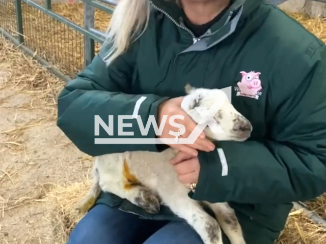 Heather Hogarty, 49, the Whitehouse Farm manager, with the Five-legged lamb born in Northumberland, the UK on 22nd February 2022. Note: This picture is a screenshot from the video. (Whitehouse Farm/Newsflash)