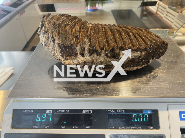 The 12,000-year-old woolly mammoth tooth caught off the coast of Newburyport, United States. Note: We have obtained permission for this photo. (New England Fishmongers/Newsflash)