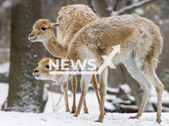 Image shows vicunas, undated photo. Animals at the Tiergarten Schonbrunn zoo, in Vienna, Austria, were overjoyed about the first snow in December 2022. Note: Licensed content. (Daniel Zupanc/Newsflash)