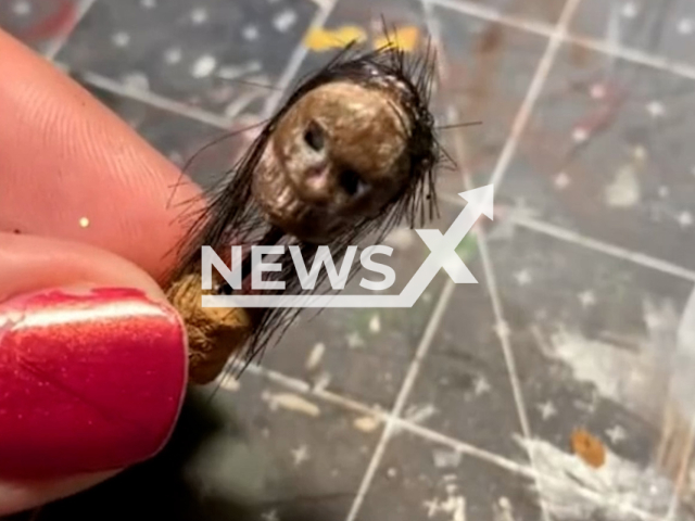 Katie Sieg, 35, displays a miniature in undated footage. Katie uses a variety of materials such as wood, clay, and paper, in order to craft her pieces. Note: Picture is screenshot from a video (@kayteekays_minis/Newsflash).