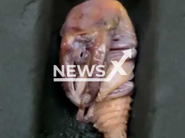 Picture shows a Dorcus titanus palawanicus, also known as Palawan stag beetle, in Taiwan, on Monday, Nov. 14, 2022. According to Ian Tang, a beetle breeder from Taiwan, this species is famous for its strong and long mandibles. Note: Picture is screenshot from a video (@enbeetlejournal/Newsflash).