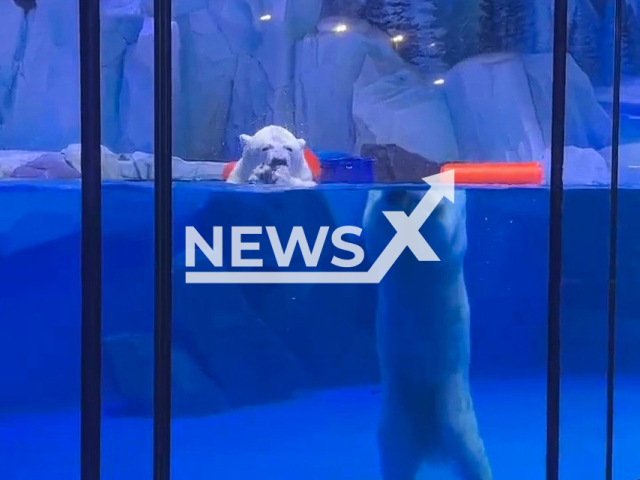 Visitor films polar bear looking as if it's split in two at Ocean Park in Shanghai, China. Note: Picture is a screenshot from a video (unakiki9148/AsiaWire)