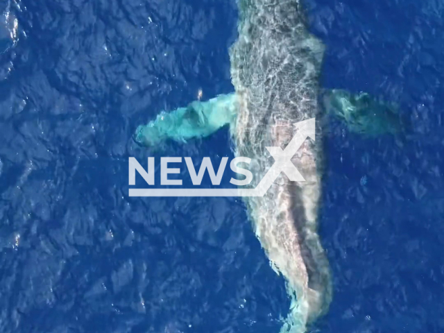 Humpback whale with broken spine swims in Olowalu, Maui, on Thursday, Dec. 1, 2022. According to the Pacific Whale Foundation, the whale was determined to likely be suffering from blunt force injuries caused by a probable vessel strike. Note: Picture is a screenshot from a video (@pacificwhalefoundation/Newsflash)