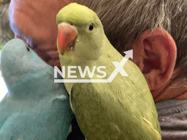 Image shows fireman Walter Reintges, 60, with his two parakeets named Mats and Jacky, undated photo. The man from the town of Mechernich, in North Rhine-Westphalia, in Germany, demanded compensation of EUR 20,000 (GBP 17,500) for acquiring parrot fever that almost killed him. Note: Private photo. (Newsflash)