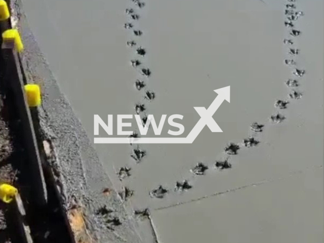 Picture shows the tracks left by the ducks on the freshly cemented road in undated footage. Concrete typically takes 24 to 48 hours to dry enough for you to walk or drive on it. Note: Photo is a screenshot from the video (@ljbartley1989/Newsflash)