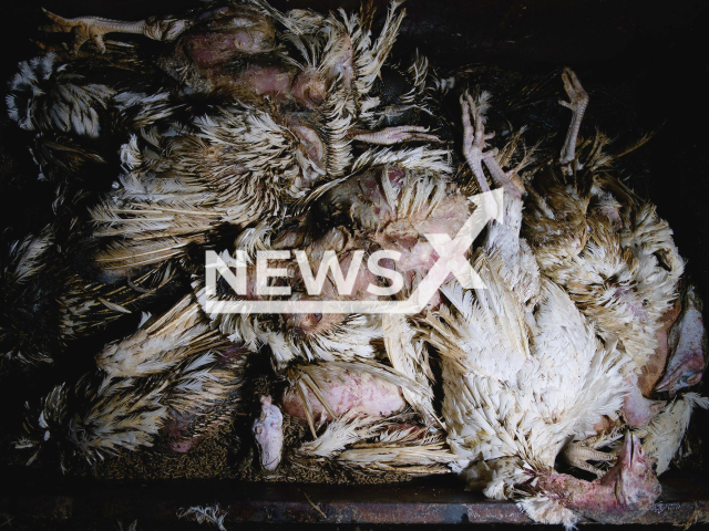 Picture shows  dead bodies of  turkeys, undated, in Spain. AnimaNaturalis did an investigation that exposes the living conditions of turkeys on  farms in Spain. Note: Licensed photo.  
 (AnimaNaturalis/Newsflash)