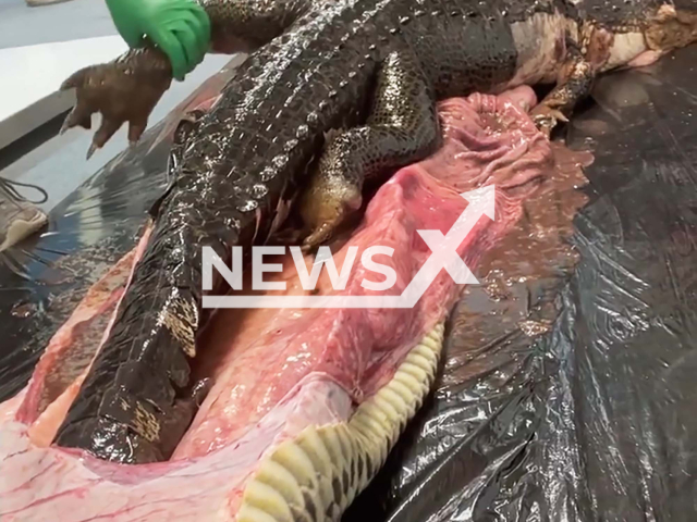 Picture shows the alligator and the Burmese python in undated footage. The Burmese python had consumed the whole alligator. Note: Picture is a screenshot from a video (@rosiekmoore/Newsflash)