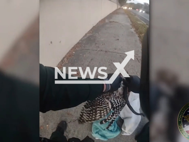 Officer rescues a hawk that was caught by a snake in Alachua County, Florida, USA, undated. Note: Picture is a screenshot from a video (Alachua County Sheriff/Newsflash)