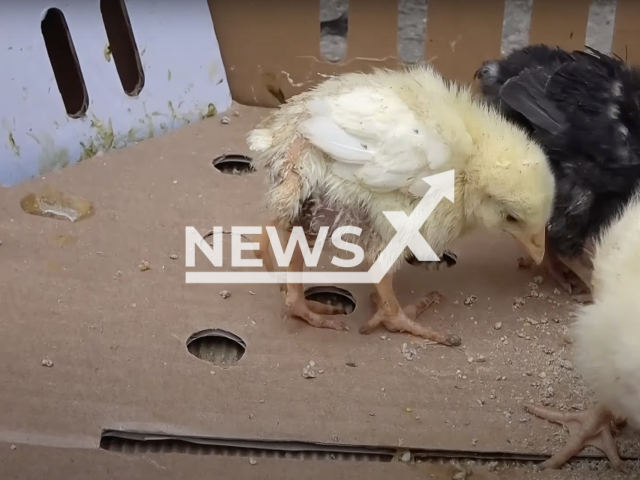 Photo shows a three legged chick, undated photo. Emre Turkmen, the owner of the chick, states that he wont ever sell the chick. Note: Picture is a screenshot from a video (Newsflash)