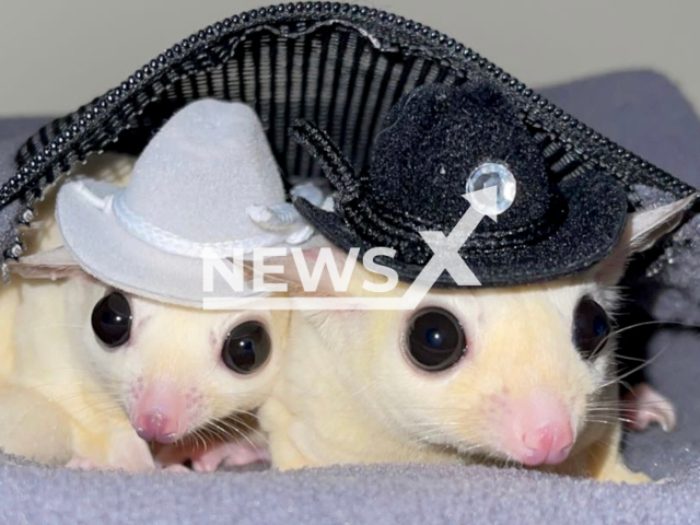 Rose and Winston, are two sugar gliders which becoming popular on tik tok. Note: We have obtained permission for this photo (@roseandwinstonofficial/Newsflash)