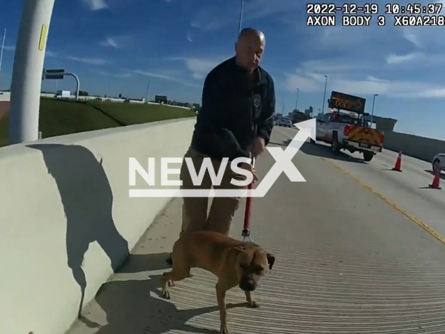 A police officer rescues a dog that is hanging on the highway in Tampa, Florida, USA, undated. The dog was reunited with his owner after the rescue. Note: Picture is screenshot from a video. (RescueHillsborough/Newsflash)