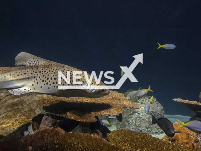 The image shows the pups of a zebra shark that were born trough virgin birth at  Shedd Aquarium in Chicago, Illinois, USA, undated. The fact that it was a virgin birth was confirmed via genetic testing which found that both the pups and the mother had the same genetic make-up. Note: Photo from Press Release. (Shedd Aquarium, Brenna Hernandez/Newsflash)