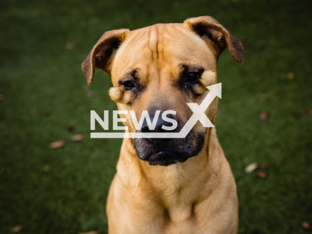 Picture shows Dutchess, undated. She was born with a deformity under both her eyes, and surrendered due to a landlord issue, after a Facebook post from the shelter she was taken to a rescue and had  at least ten adoption applications from people. 
Note: Photo from Orange County Animal Services. (@orangecountyanimalservices/Newsflash)