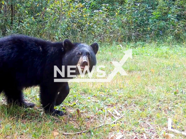 A bear cub in Northern Minnesota re-adjusts a Voyageurs Wolf Project trail camera, leading to the camera capturing some pretty good footage of wildlife in the Voyageurs National Park area in Minnesota, U. S. A, undated photo. Researchers with the Voyageurs Wolf Project say the cub "did a much better job than most of its comrades" when it comes to adjusting trail cameras. Note: Picture is a screenshot from a video (@VoyageursWolfProject/Newsflash)