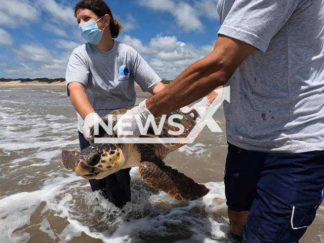 A Loggerhead sea turtle (Caretta Caretta) is returned to the sea in San Clemente, Argentina, on Tuesday, Dec. 20, 2022. Three Loggerhead sea turtle were rescued from the nets of a fishermen who collaborates with the rescue centre, examined, treated and released. Note: Licensed photo. (Mundo Marino/Newsflash)