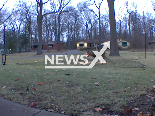 Animal rescue group rescues the little deer who had a plastic pumpkin stuck on his head in South Lyon, Oakland County, Michigan, USA, undated. After the rescue, he was then seen dashing off down the street. Note: The picture is a screenshot from the video. (@RescueMurph/Newsflash)