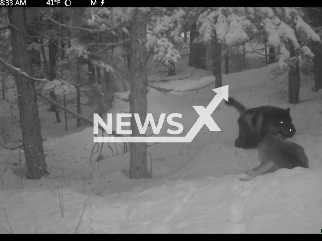 One-eyed wolf asserts dominance over other pack members, at the Skeena River watershed in northern British Columbia, Canada, in undated footage. According to professor Andrew Hendry, the province of BC is currently doing a wolf-cull, where they kill wild wolves in a misguided effort to save endangered caribou. Note: Picture is a screenshot from a video (@hendryandrew/Newsflash)