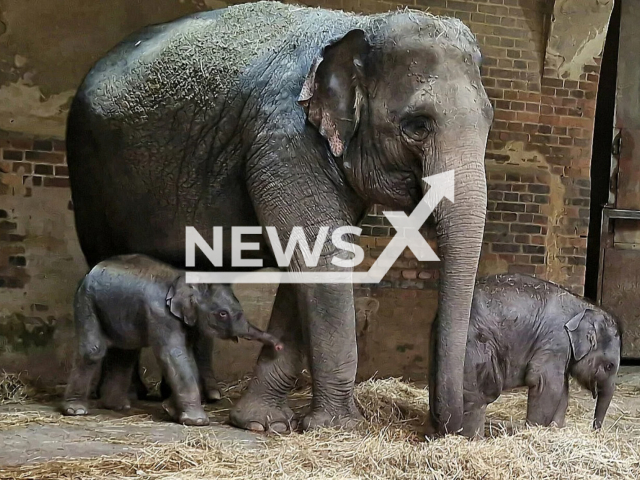 Image shows elephants at the Ganesha Mandir enclosure in the Leipzig Zoo, in Germany, undated photo. A female elephant calf was born on Wednesday, Dec. 21, 2022. Note: Licensed content. (Leipzig Zoo/Newsflash)