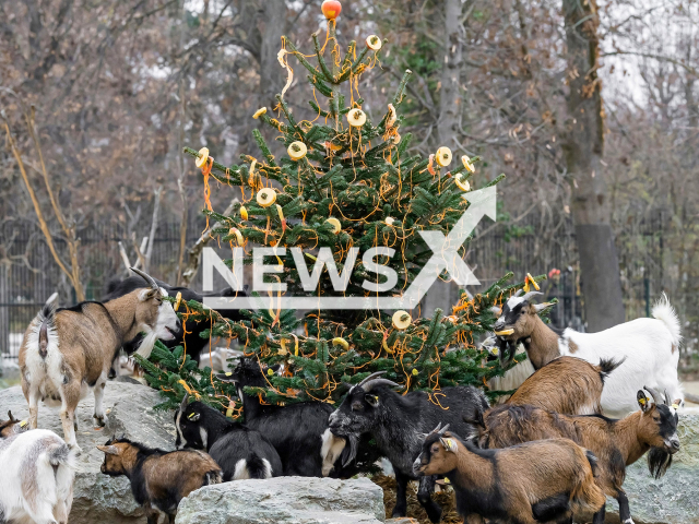 Image shows American Pygmy goats, undated photo. They received a Christmas treat at the Schoenbrunn Zoo, in the city of Vienna, Austria, on Thursday, Dec. 22, 2022. Note: Licensed content. (Daniel Zupanc/Newsflash)