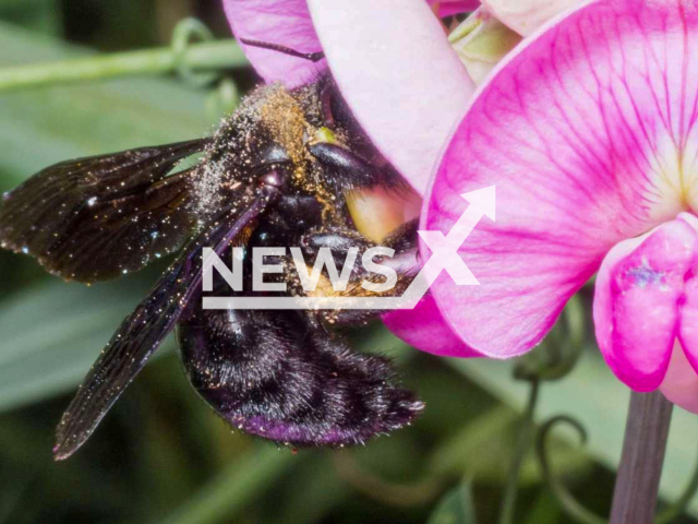 The venom of wild bees such as the violet carpenter bee (Xylocopa violacea), with its main component melittin, is less aggressive than that of honey bees, a team from the LOEWE Center TBG discovered, undated photo. In the future, it could be used against breast cancer cells, among other things. Note: Licensed photo. (Björn M. von Reumont/Newsflash)