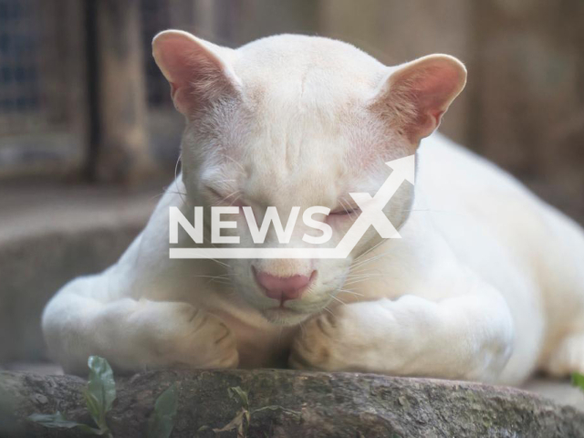 Picture shows the first albino Ocelot (Leopardus pardalis), undated. It was found in Amalfi, Colombia, and has  reached adulthood and weighs 12.8 kilogrames. 
Note: Licensed photo.  (Corantioquia/Newsflash)