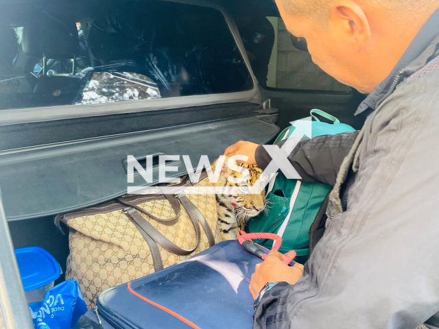 Police found a tiger cub in the boot of a couple's v among luggage and weapons, in El Marques, Mexico, on Tuesday, Dec. 27, 2022. The couple stopped for a traffic violation were arrested. Note: Police photo. (@SSPyTMElMarques/Newsflash)