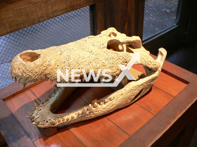 Photo shows a crocodile skull, undated photo. Crocodiles are large semiaquatic reptiles that live throughout the tropics in Africa, Asia, the Americas and Australia. Note: Photo is from the Wikimedia Commons (Newsflash)