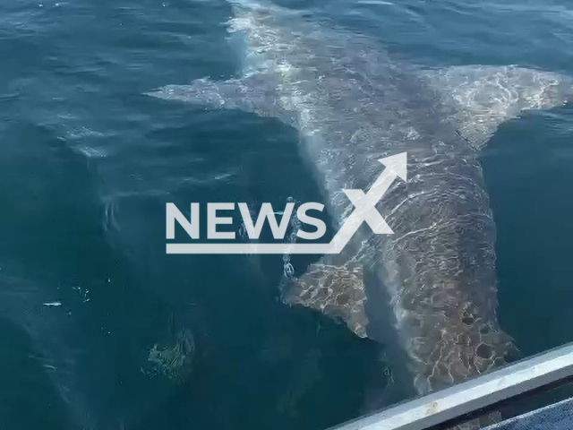 Picture shows the big bull shark in Pensacola Beach, Florida, in undated footage. Brandon Barton, 38, hooked the shark and fought it for 45 minutes before cutting the line. Note: Picture is a screenshot from a video (@emerald_coast_kayak_fishing/Newsflash)